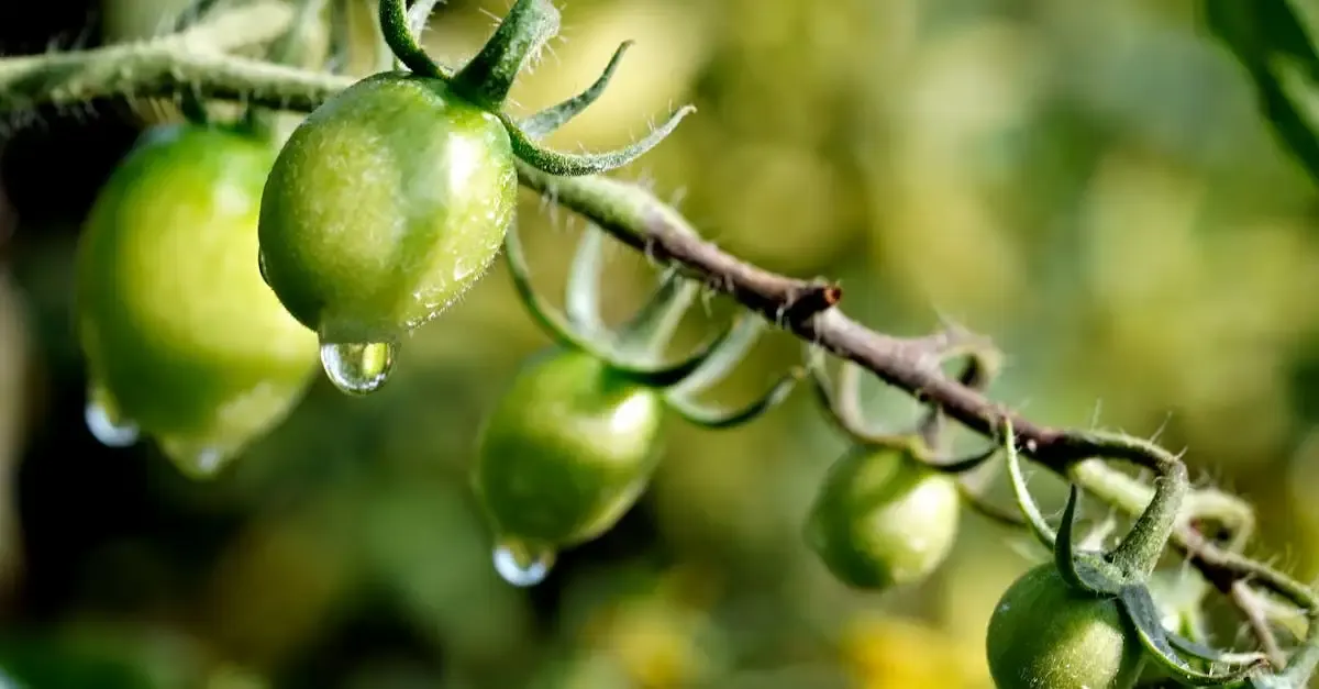 Carré Potager Durable : Cultivez Bio Facilement