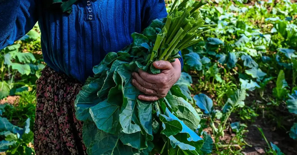 Qu'est-ce que l'agriculture durable ? Définition et enjeux.