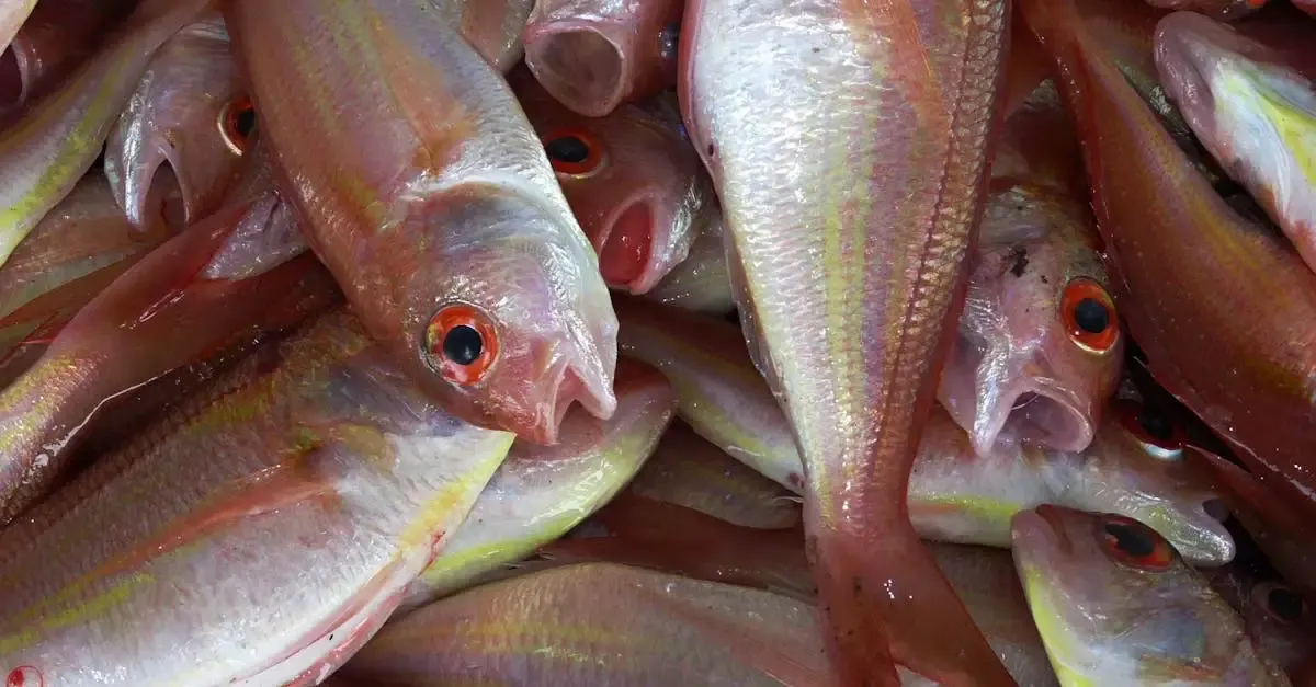 Alimentation durable poisson