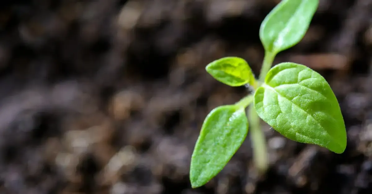 Alimentation durable synonyme