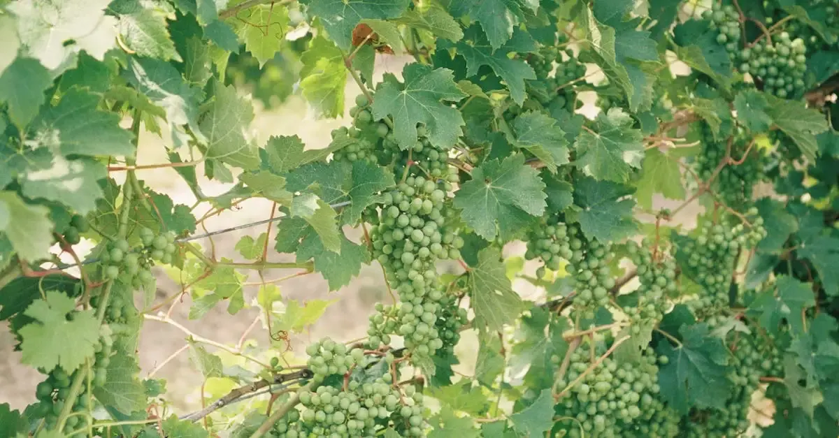 La viticulture durable en Champagne : un engagement écologique