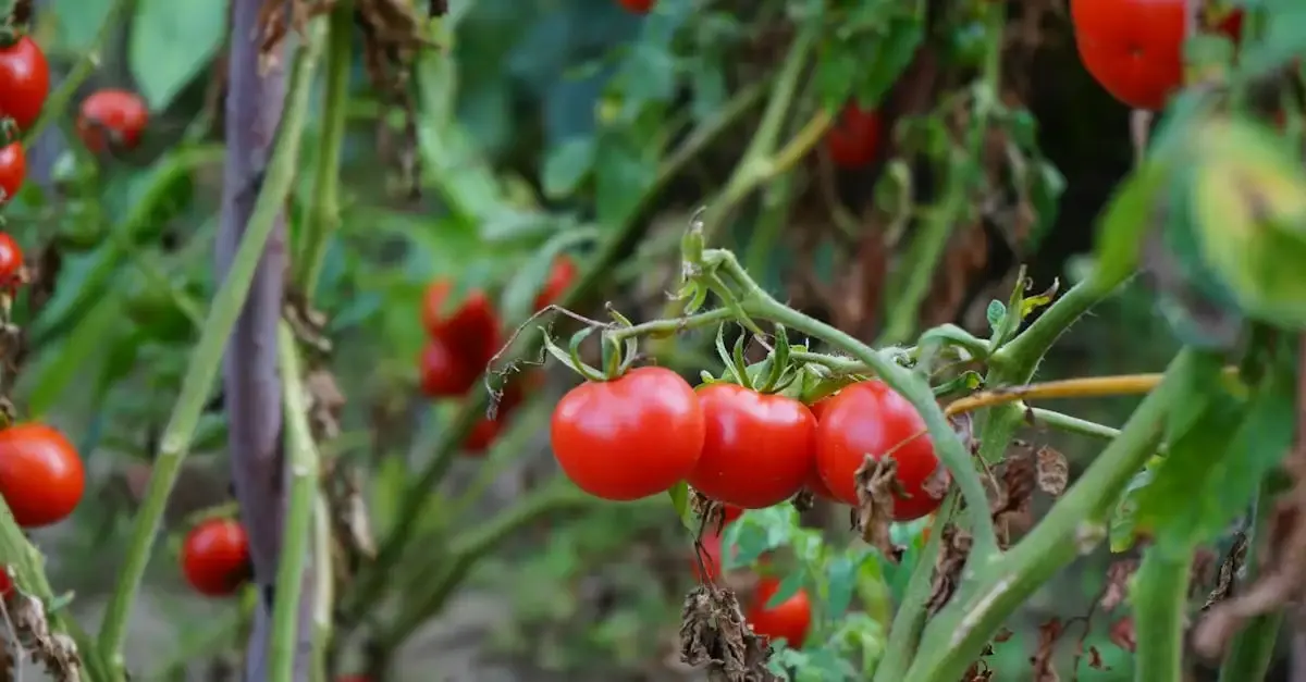 Potager durable