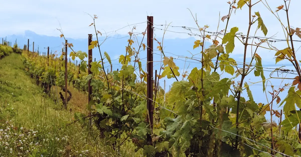 Viticulture durable : pratiques et enjeux écologiques