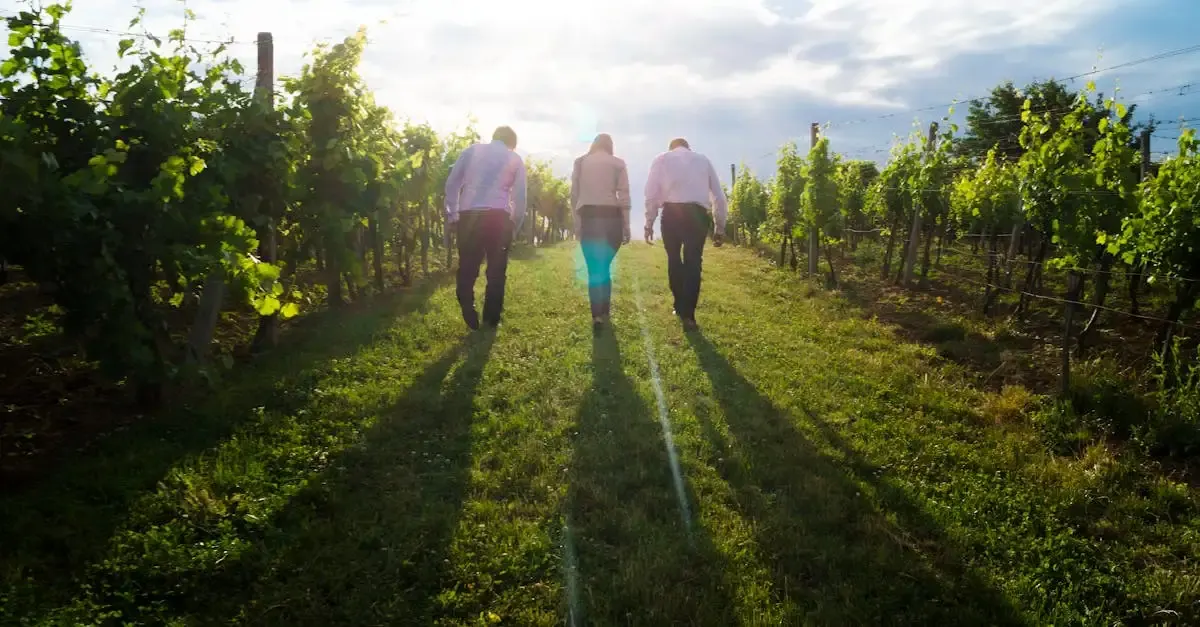 La viticulture durable en Champagne : un engagement écologique