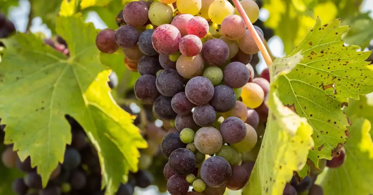 Viticulture durable : pratiques et enjeux écologiques